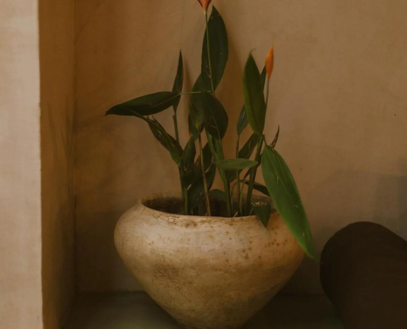 Gardenia Collective Ξενοδοχείο Τουλούμ